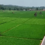 Kawasan Sawah Lembur Pakuan